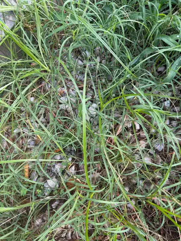 Overgrown grass area before cleanup
